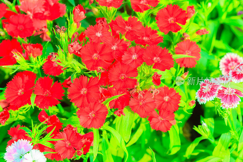 美丽的红粉Bravo Chinensis dianthus，中国粉，彩虹粉花(dianthus Chinensis)在阳光灿烂的一天花园。有选择性的重点